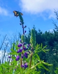 Arcata Marsh Butterfly: 1024x1293.7396668723
